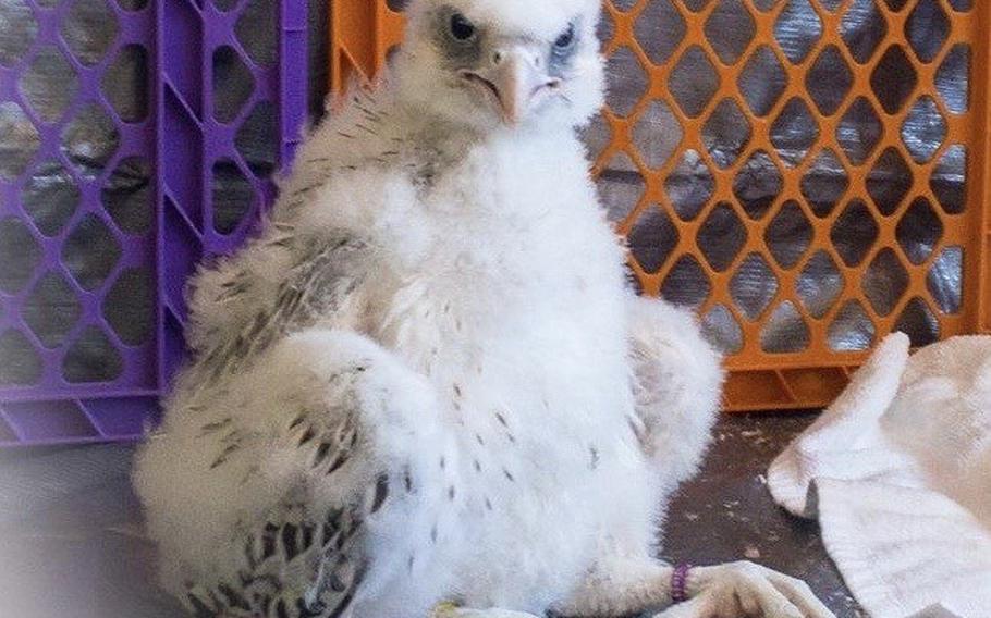 A month-old falcon will be the Air Force Academy's next living mascot, replacing Aurora, the gyrfalcon who died last year at the age of 23, the academy's falconry team said on social media on Wednesday, June 24, 2020.