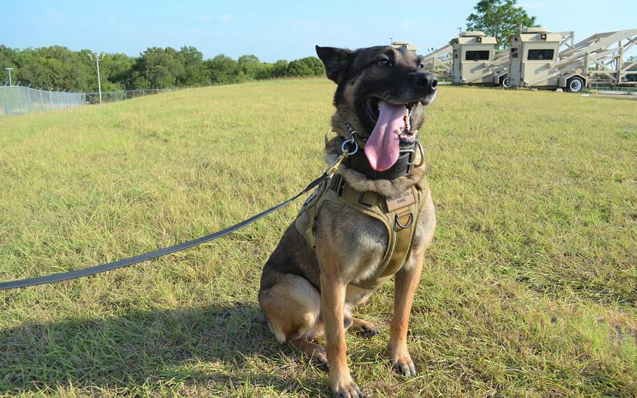 Tarzan is a 6-year-old German shepherd that serves as a narcotics and patrol dog with the 802nd Security Forces Squadron at Joint Base San Antonio in Texas. The squadron has 14 dogs that conduct patrols and are trained to detect either drugs or explosives.