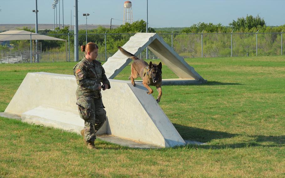 Tarzan, a 6-year-old military working dog, runs an obstacle course Thursday with handler Staff Sgt. Sarah Banks at Joint Base San Antonio in Texas.