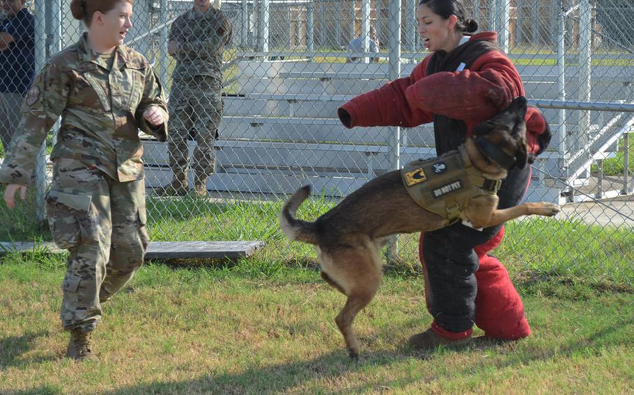 Staff Sgt. Sarah Banks commands 6-year-old Tarzan, a German shepherd, to attack Staff Sgt. Brittney Turco during a demonstration of military working dogs Thursday at Joint Base San Antonio in Texas. Banks and Tarzan, a narcotic detection dog, have worked together for one year. 