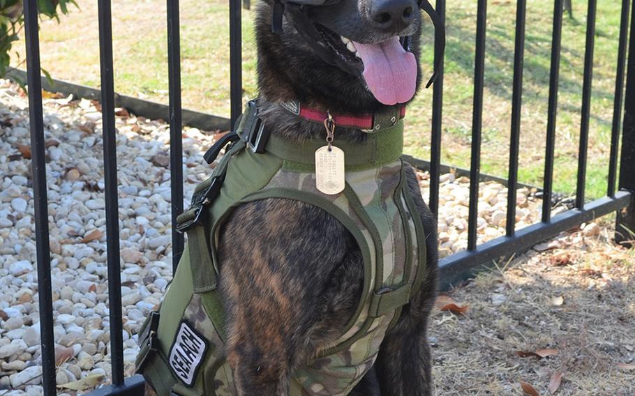 Callie, a 2-year-old Dutch shepherd, is the Defense Department's only search and rescue dog and trained to skydive and ski. She was certified three months ago and is ready for her first real-world assignment, said Master Sgt. Rude Parsons. The team are assigned to the Kentucky Air National Guard, but attended a ceremony to unveil a military working dog stamp Thursday at Joint Base San Antonio in Texas.