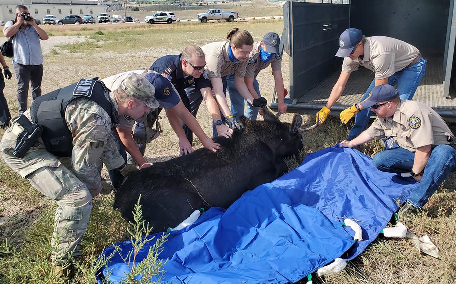 Personnel from Fort Carson assist wildlife experts from Colorado Parks and Wildlife Southeast Region to relocate a 700-pound bull moose from the Army base back into wetlands Monday after the moose was spotted near buildings and traffic. 