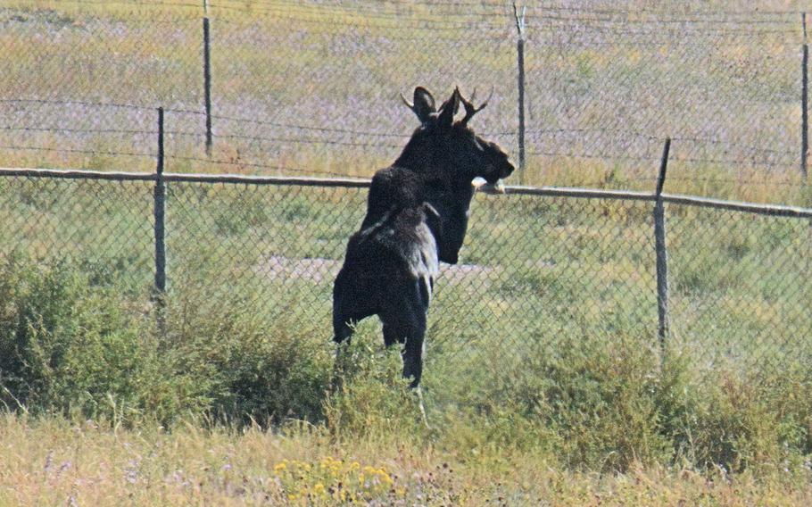 A 700-pound, 2-year-old bull moose was spotted Monday at Fort Carson, Colo., near buildings and traffic. Colorado Parks and Wildlife sent a team out to the Army base to relocate the moose back to the wetlands in the mountains. 