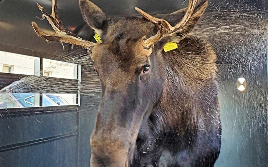 Before returning a 2-year-old bull moose found Monday at Fort Carson back to the wild, Colorado Parks and Wildlife personnel gave the 700-pound animal a bath to cool it off and reduce stress. 