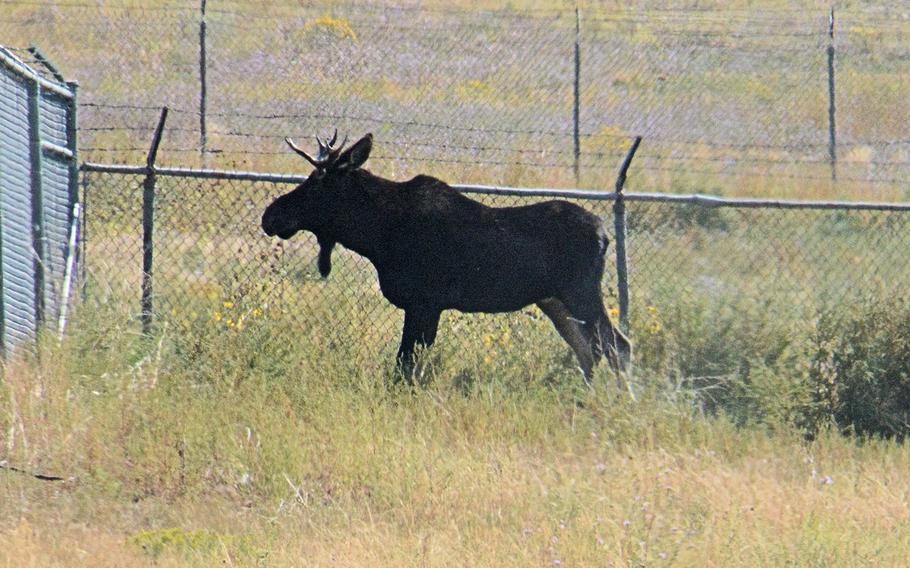 A 700-pound, 2-year-old bull moose was spotted Monday at Fort Carson, Colo., near buildings and traffic. Colorado Parks and Wildlife sent a team out to the Army base to relocate the moose back to the wetlands in the mountains. 