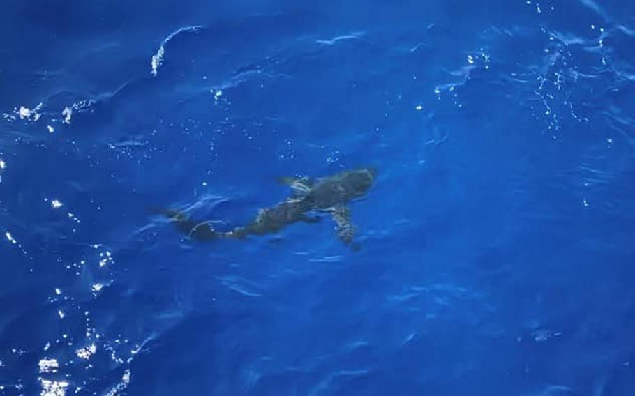 A shark interrupted a U.S. Coast Guard swim call, somewhere in Oceania, Aug. 21, 2020, prompting an overwatch to fire into the water to scare it away. The Coast Guard said they were well-aimed shots and they didn't hurt any of the nearby swimmers, including the shark. 

