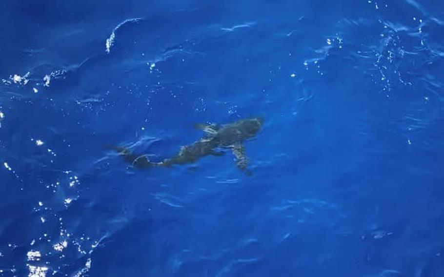 A shark interrupted a U.S. Coast Guard swim call, somewhere in Oceania, Aug. 21, 2020, prompting an overwatch to fire into the water to scare it away. The Coast Guard said they were well-aimed shots and they didn't hurt any of the nearby swimmers, including the shark.