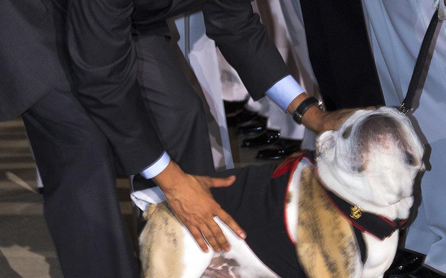 Marine Corps mascot Chesty XIV gets a pat from President Barack Obama after the evening parade at Marine Barracks Washington, June 27, 2014.