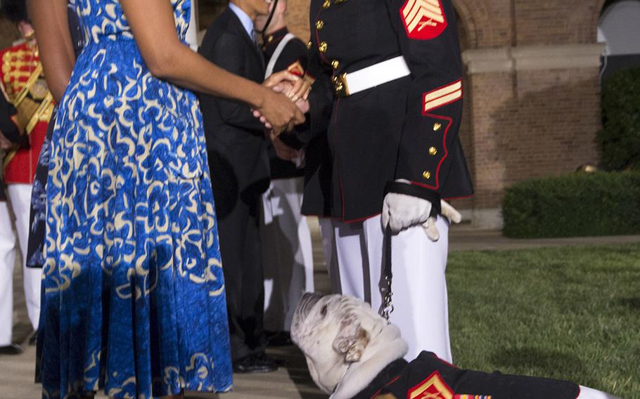 Marine Corps mascot Chesty XIV looks up at first lady Michelle Obama in the receiving line after the evening parade at Marine Barracks Washington, June 27, 2014.