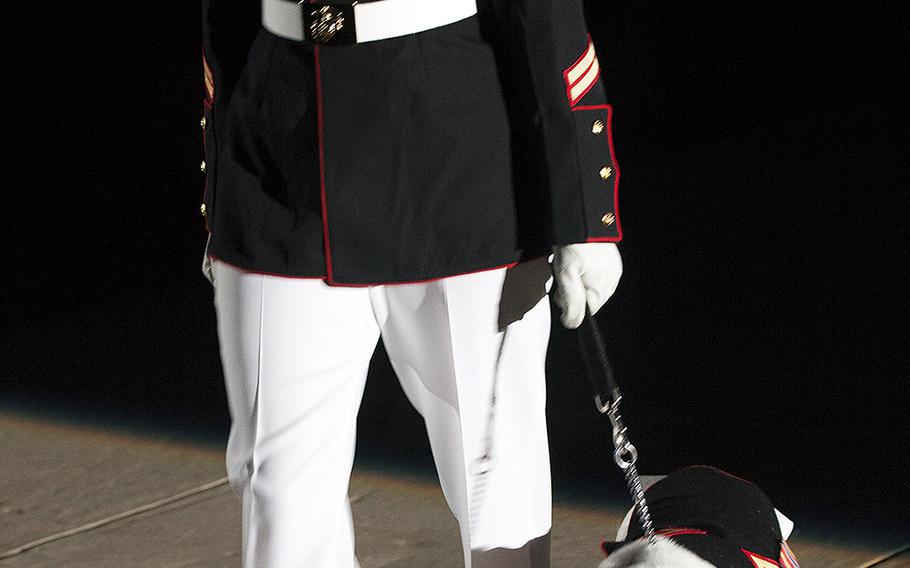 The new Marine Corps mascot, Chesty XIV, arrives at the evening parade at Marine Barracks Washington with handler Sgt. K.L. Maynard on June 27, 2014.