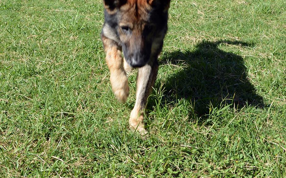 Military working dog handler Danny Narvaza watches as Diego races to fetch a ball during a demonstration at Marine Corps Base Hawaii, Feb. 7, 2020.