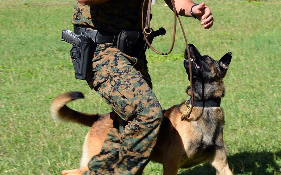 Military working dog Yenkie looks handler Sgt. Brandon Sperlazza in the eye as he awaits instruction during a demonstration at Marine Corps Base Hawaii, Feb. 7, 2020.