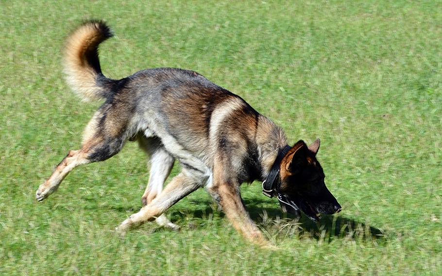 Diego, a military working dog, sniffs to pick up the trail of a tennis ball during a demonstration at Marine Corps Base Hawaii, Feb. 7, 2020.