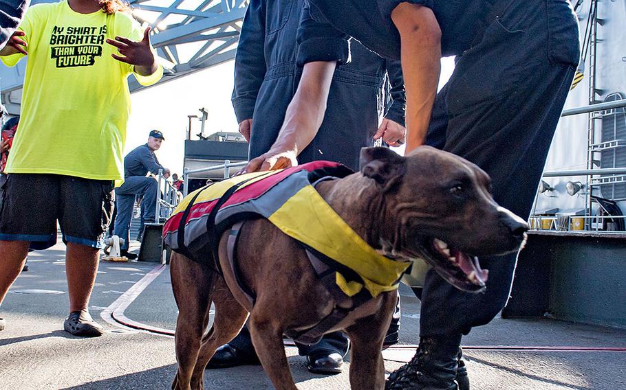 A sailor greets Zeus the dog with his owner Tasha Fuiaba, left, on the boat deck of the amphibious dock landing ship USS Ashland on Oct. 25. 2017.