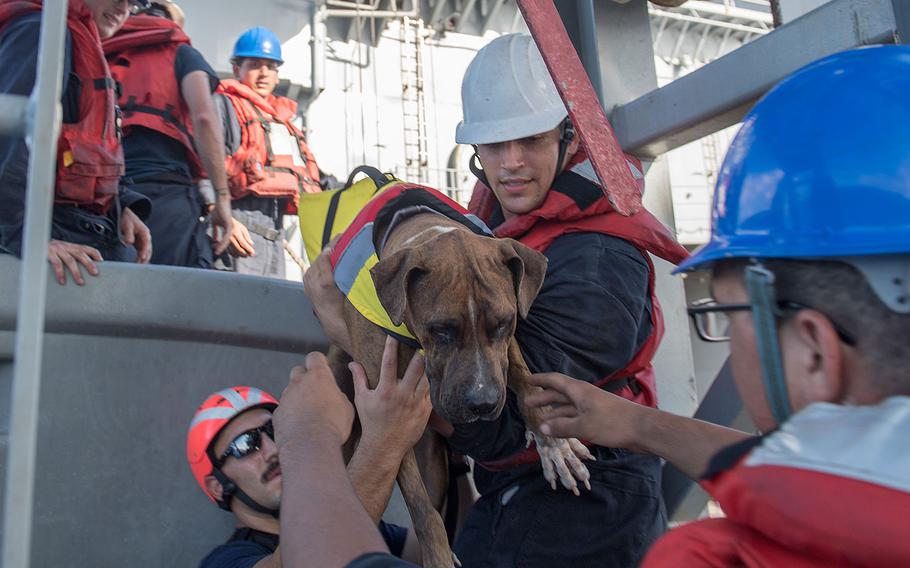 Sailors help Zeus, one of two dogs who were accompanying two mariners who were aided by the amphibious dock landing ship USS Ashland on Oct. 25, 2017.