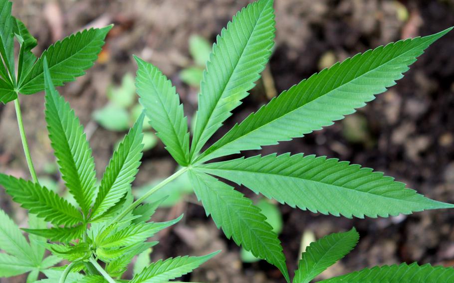 A marijuana plant found during a patrol in Georgia by the state's Army National Guard in 2013. The Department of the Navy has banned sailors and Marines from using shampoos and other products containing hemp.