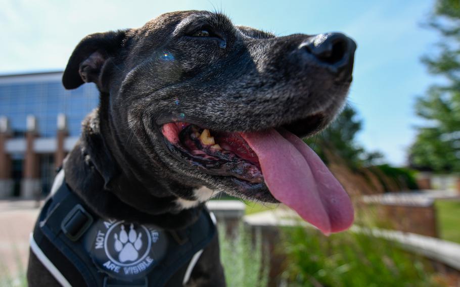 Bailey, an emotional support animal, at Youngstown Air Reserve Station, Ohio in June 2021. Emotional support animals are now counted as pets on Air Mobility Command flights, meaning they count toward the maximum of two animals that can travel on the Patriot Express with authorized passengers.