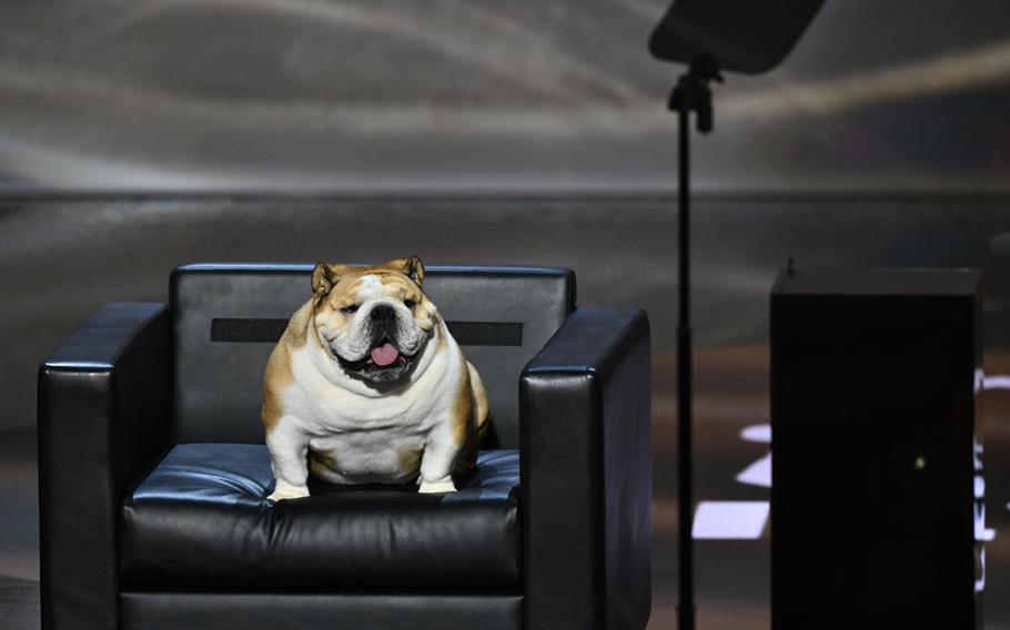 Babydog sits in a chair onstage during the Republican National Convention at Fiserv Forum in Milwaukee on Tuesday night. 