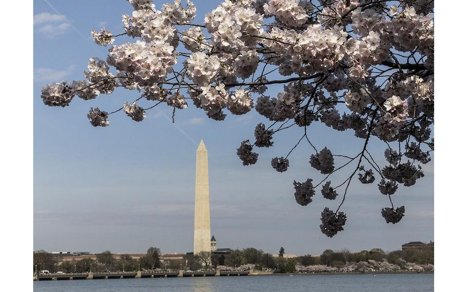 Cherry blossoms at the Tidal Basin in Washington, D.C., on 
March 23, 2023.