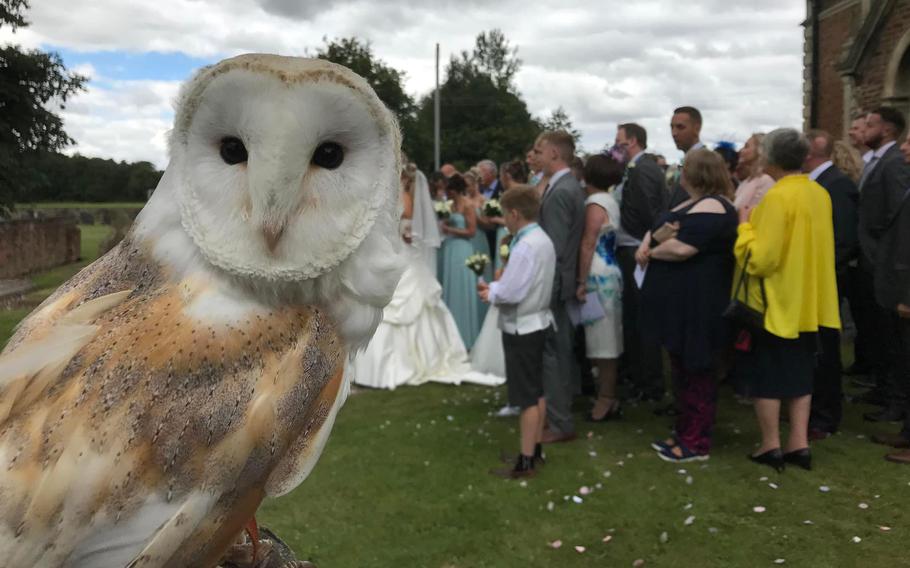 Juno the barn owl at a wedding in Britain last year. Juno and another barn owl named Dusty are scheduled for almost 100 weddings in Britain this year, and trainer Ryan Stocks said he’s scheduled to take one of them to Greece for a ceremony on the island of Santorini in 2025.