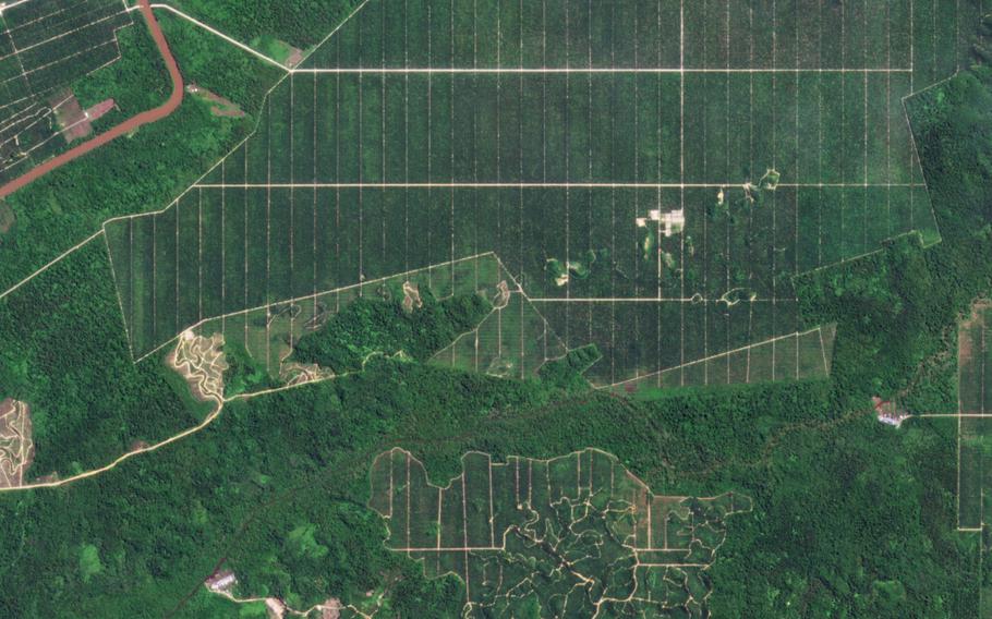 A palm oil plantation in Sebauh district in Sarawak, Malaysia, seen on May 27, 2021. 
