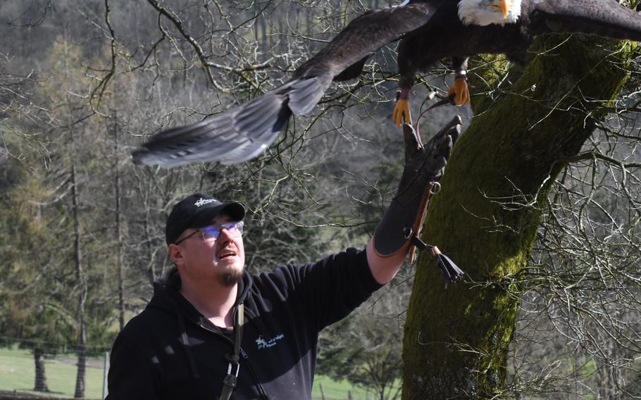 A bald eagle takes flight during the daily raptor show at Freisen Nature Wildlife Park in the German state of Saarland.