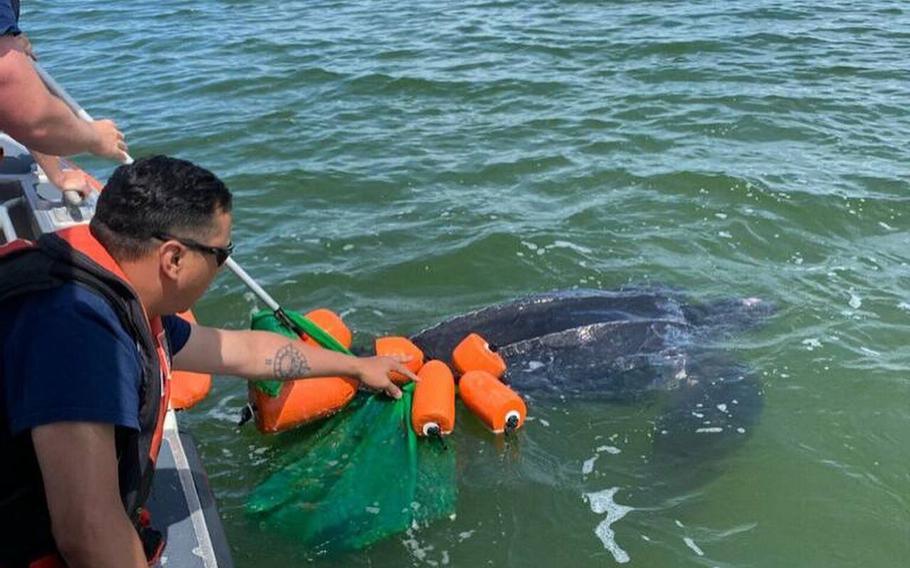 Coast Guard rescuers freed a 900-pound leatherback sea turtle Saturday, June 11, 2022, after she became tangled in a line of rope attached to buoys in Nantucket Harbor, Mass.