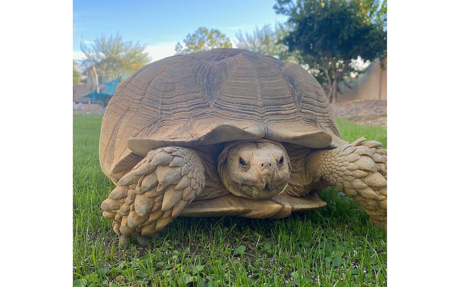 Bianca is named after the female protagonist in the 1977 Disney film, “The Rescuers.” 