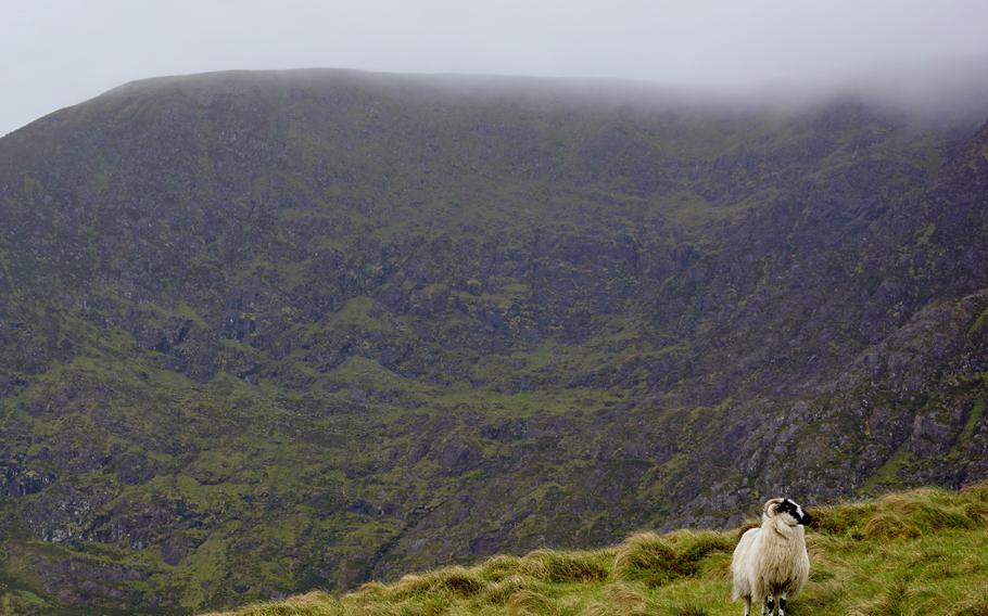 Mountain sheep and mist on Mount Brandon. 