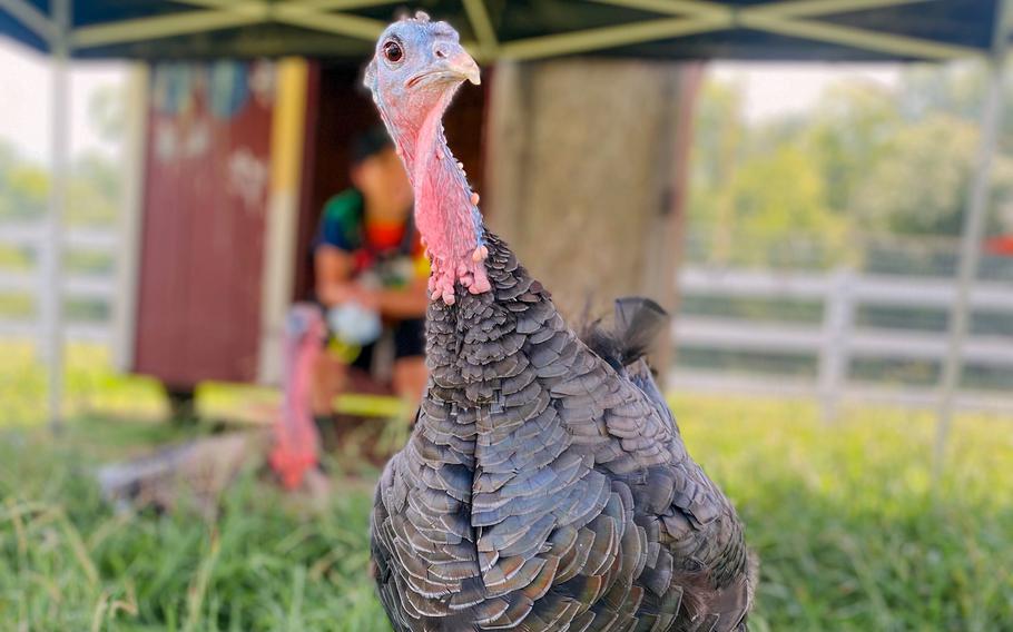A turkey named Heather roams freely at the Gentle Barn. 