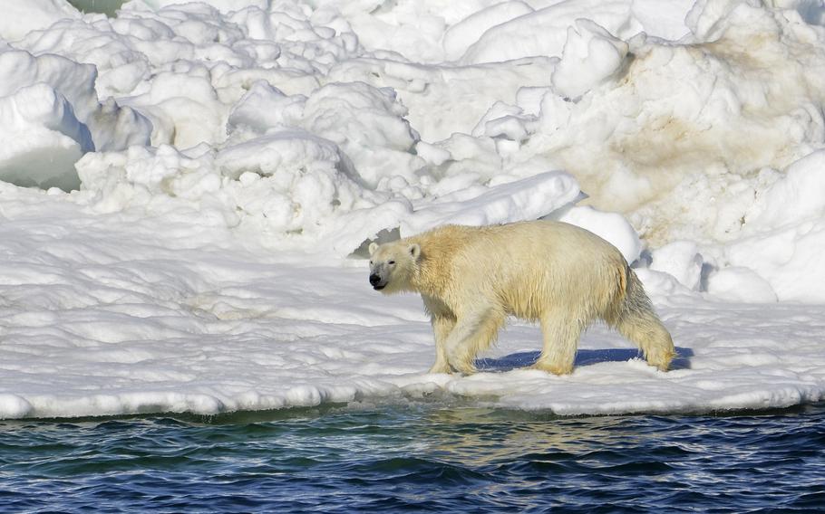 A polar bear dries off after taking a swim in the Chukchi Sea in Alaska in 2014. A polar bear has attacked and killed two people in a remote village in western Alaska, according to state troopers.