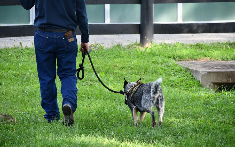 A man walks a blue heeler in green grass