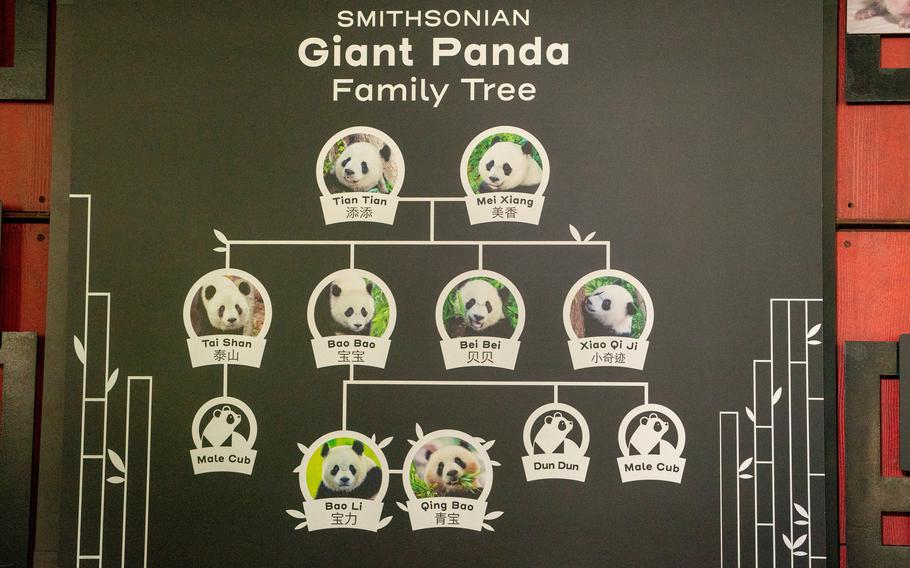 A diagram of the giant panda family tree.