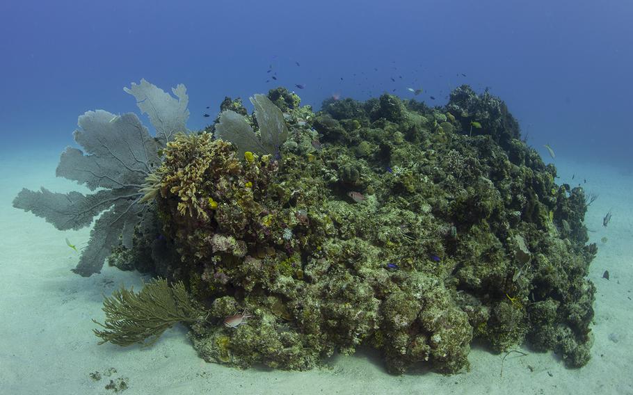 An example of healthy coral at a reef off the the coast of Guantanamo Bay, Cuba, is seen on Nov. 23, 2015. 