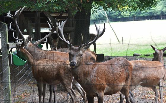 Deer, including several bucks displaying their antlers, at the Tier-und Pflanzenpark Fasanerie near Wiesbaden, Germany,  Sept. 1, 2021.