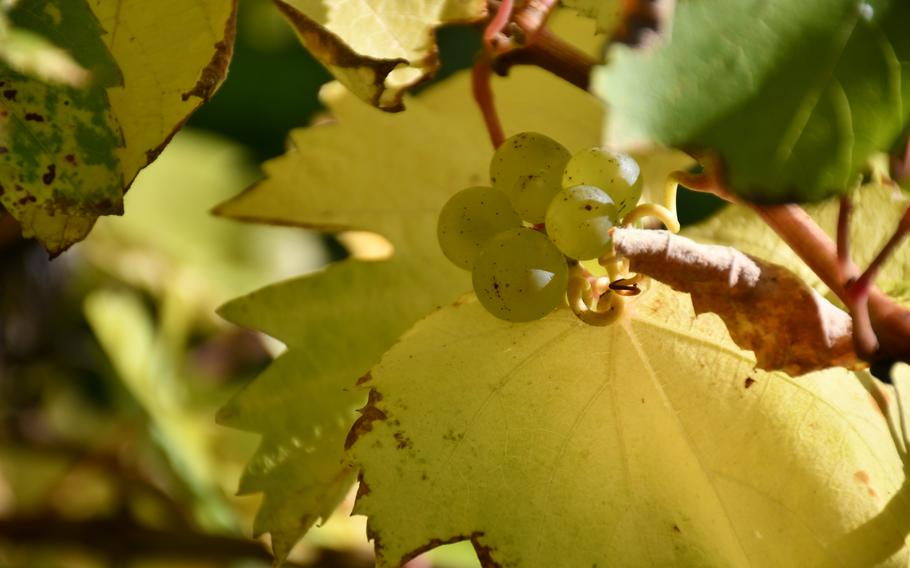 White grape mature on a vine at Giffords Hall Vineyard in mid-October, 2023. The English winery has won numerous awards since opening in 2009. 