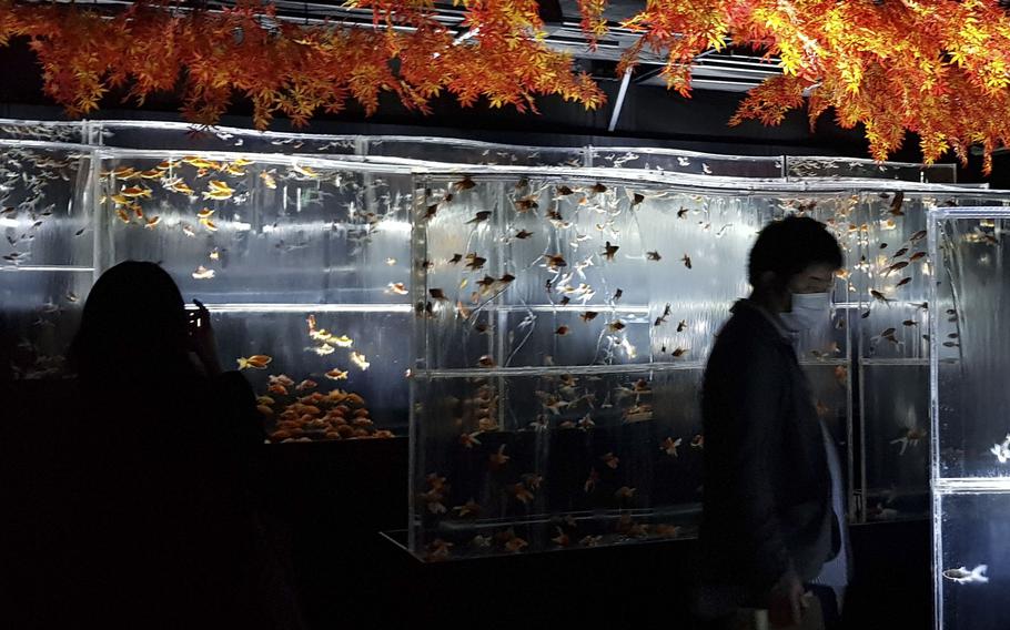 The Art Aquarium in Tokyo's high-end Ginza shopping district hosts artistic displays said to represent the popularity of goldfish during Japan’s Edo period.