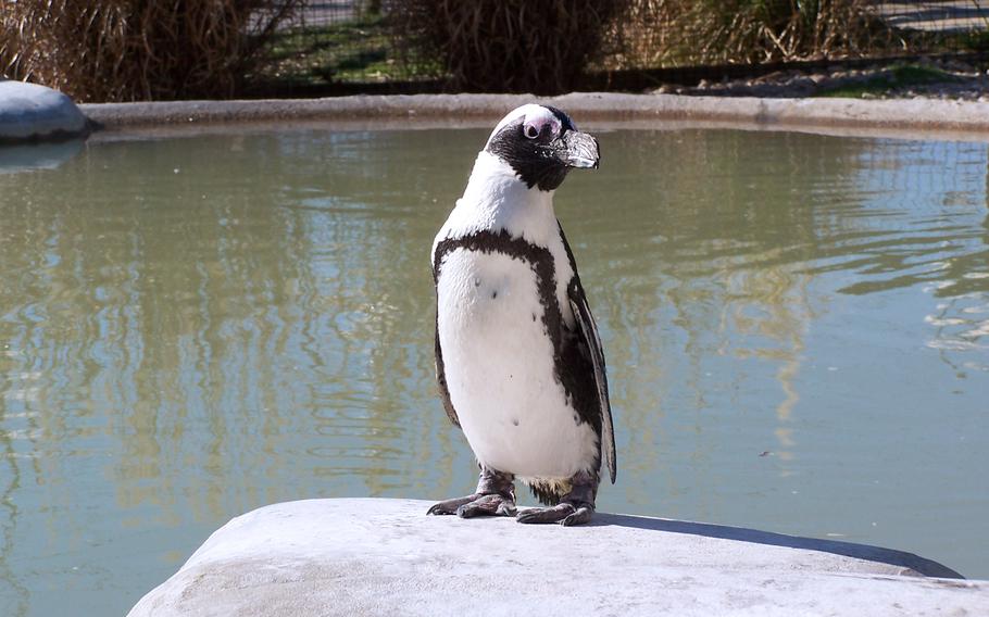 ET at the Metro Richmond Zoo in Richmond, Va. ET, age 43, is believed to be the world’s oldest African penguin. Her mate is 13. 