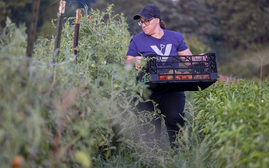 A woman harvests tomatoes.