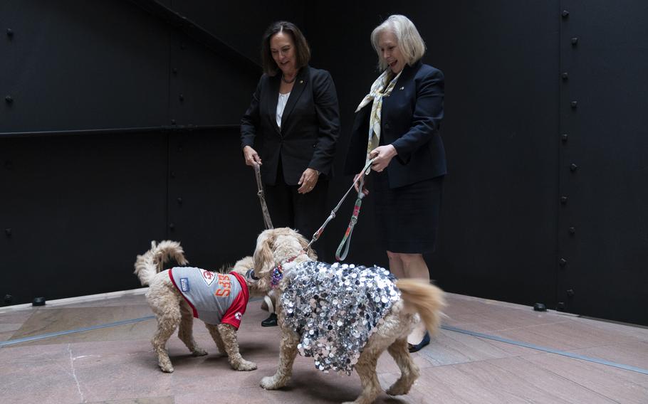 Sens. Deb Fischer (R-Neb.), left, and Kirsten Gillibrand (D-N.Y.) show off their respective goldendoodles as the nation’s hit couple of the moment: Fred kitted out as tight end Travis Kelce of the Kansas City Chiefs; and Maple glittering as the pop music megastar Taylor Swift. 