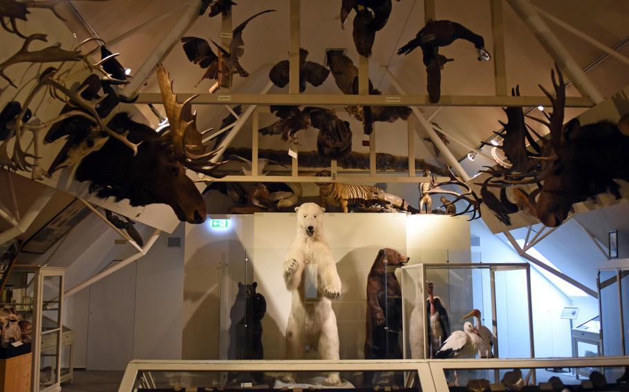 Walk among an extensive collection of preserved animals and birds on the top floor of the Palatinate Museum of Natural History in Bad Duerkheim, Germany.