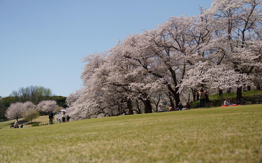 People enjoy cherry blossom blooms at a park.