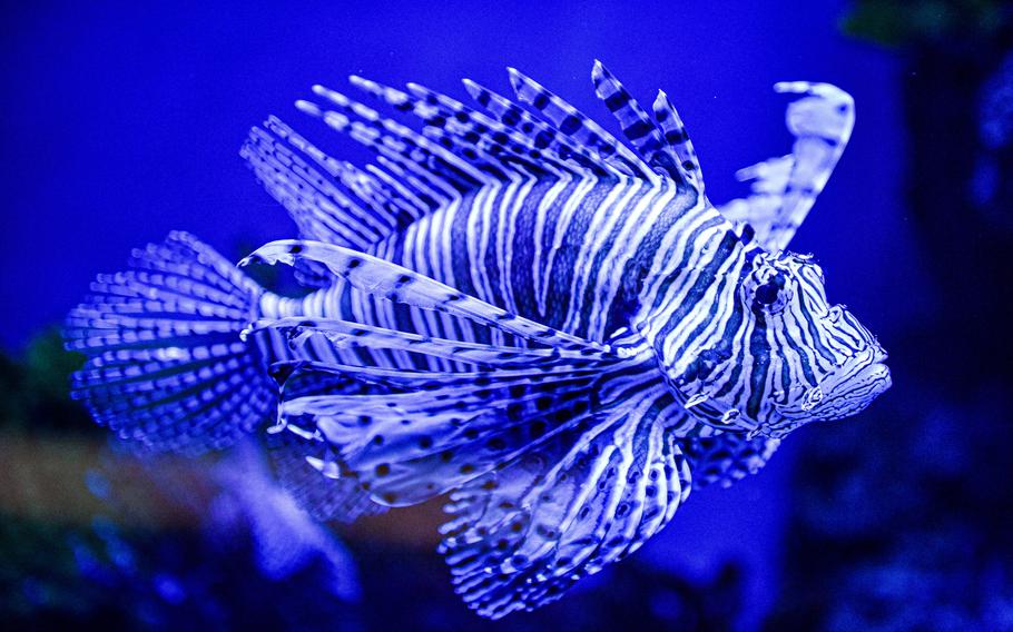 Lionfish are one of several tropical fish species on view at the Marassi Aquarium on the archipelago of Diyar Al Muharraq in Bahrain.