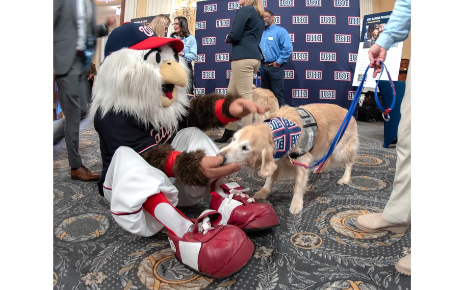 Screech, the mascot for the Washington Nationals, gets a sniff and a lick from a Warrior Canine Connection therapy dog during a presentation at the House Cannon office building in Washington, D.C., on Tuesday, Feb. 6, 2024.