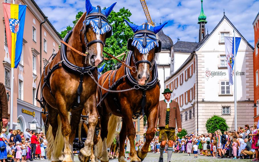 Horses with decorative headgear are led down a city street in Germany during a parade.