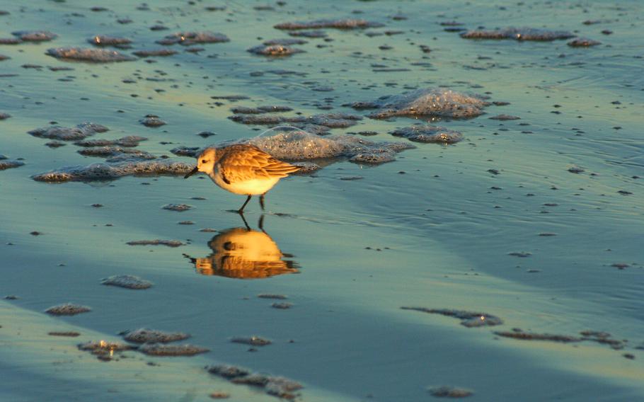 A tiny plover, one of the more than 200 bird species that populate the Brunswick Islands, skits along the shore of Sunset Beach. The beaches of Brunswick Islands are known for birdwatching.