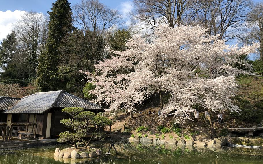The Japanese Garden is one of Kaiserslautern’s most popular attractions, especially when the cherry blossoms bloom between March and April.