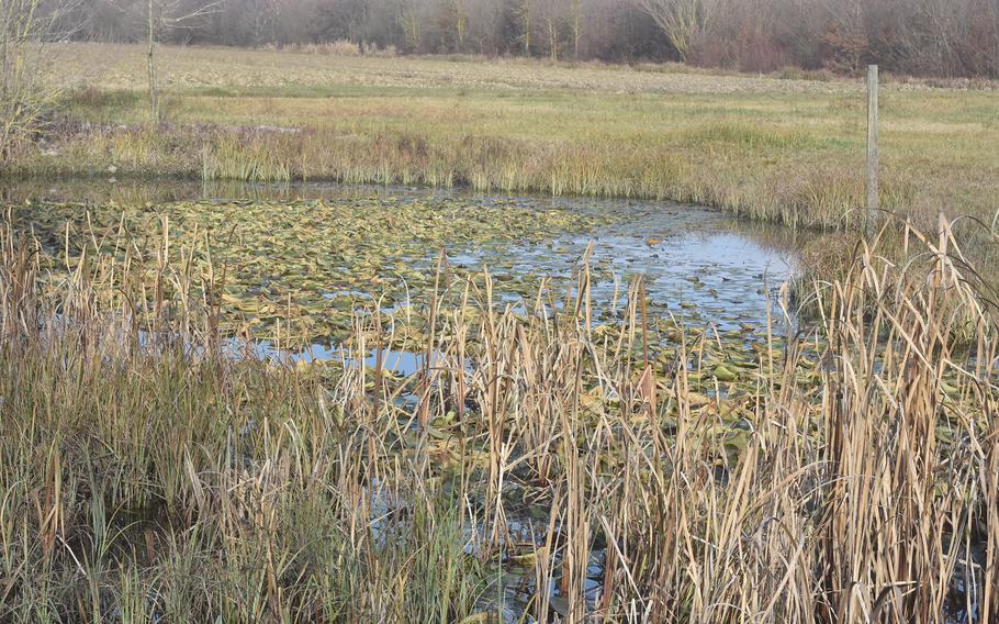 During other parts of the year, it might be possible to see various birds or other wildlife in this pond in Parco delle Fonti di Torrate, about a 20-minute drive southeast of Aviano Air Base. During a recent visit, there were almost a dozen herons and a pair of cranes at the park. All of them wanted nothing to do with paparazzi. 