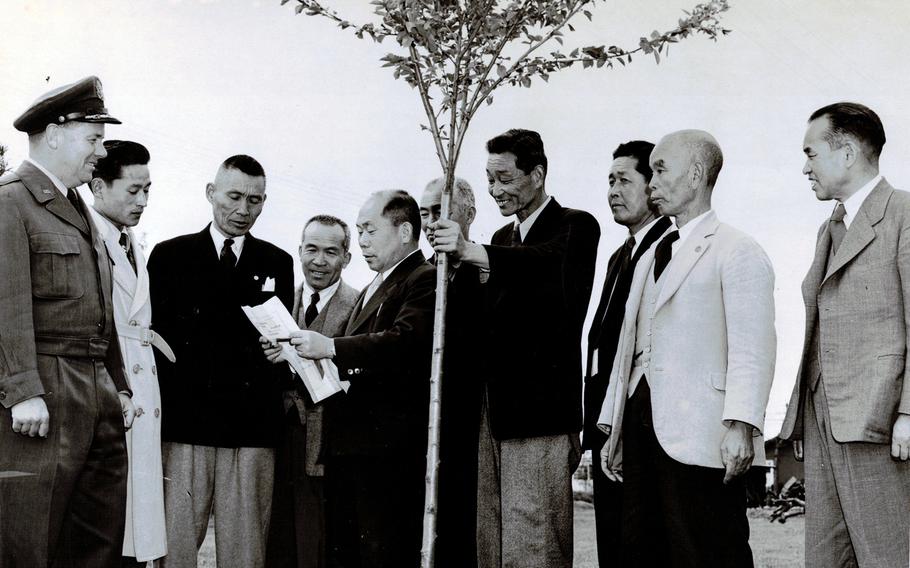 Mayors from cities surrounding Yokota Air Base present a cherry tree to Col. Fred Stevers, commander of the installation in western Tokyo, April 23, 1953. 