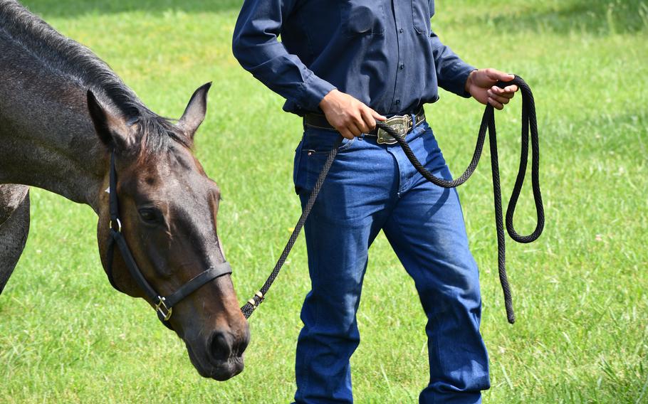 A brown horse is walked by a trooper dressed in blue